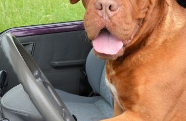 Dogs, Diagnostics and Driver-less Cars