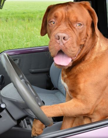 Dogs, Diagnostics and Driver-less Cars