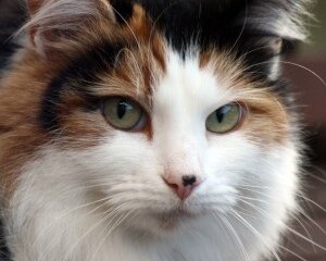 Why Cats Go Viral And How To Make Sure That Yours Doesn’t