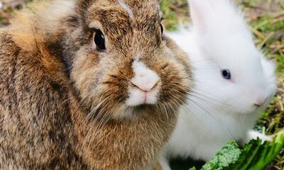 Health In The Hutch: June 17-25 Is RAW – Rabbit Awareness Week