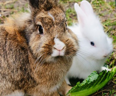 Health In The Hutch: June 17-25 Is RAW – Rabbit Awareness Week