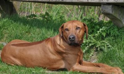 Keep Children Safe Around Stranger-Dogs This Summer