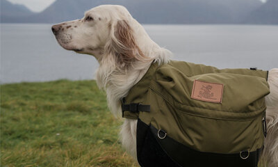 Blue Collar Dogs, White Collar Dogs – Our Growing Need for Professional ‘Helper’ Dogs