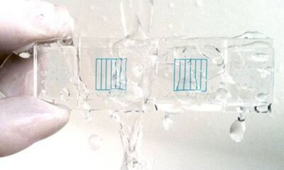 Egg Counts and Coccidians – Controlling Coccidiosis in Cattle and Sheep