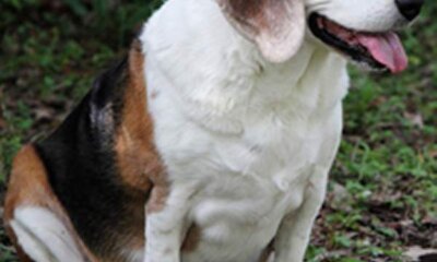 Why Are Britain’s Dogs Getting Fatter?