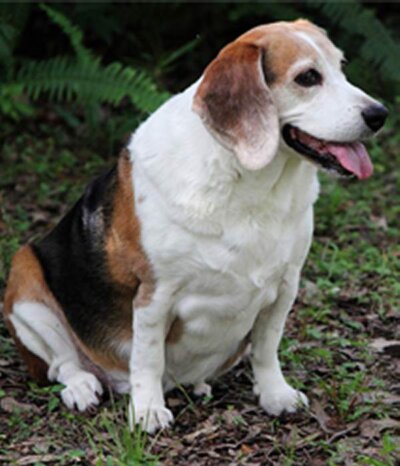 Why Are Britain’s Dogs Getting Fatter?